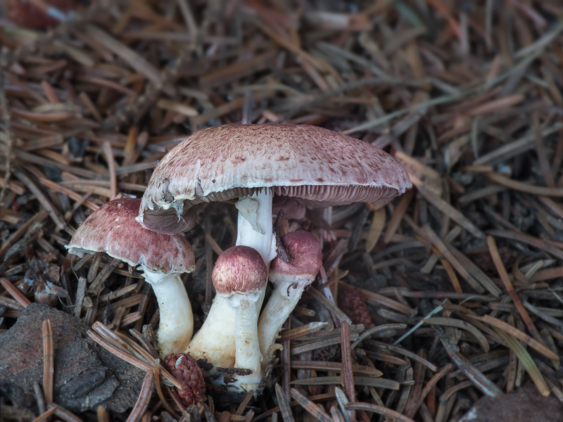 Agaricus purpurellus